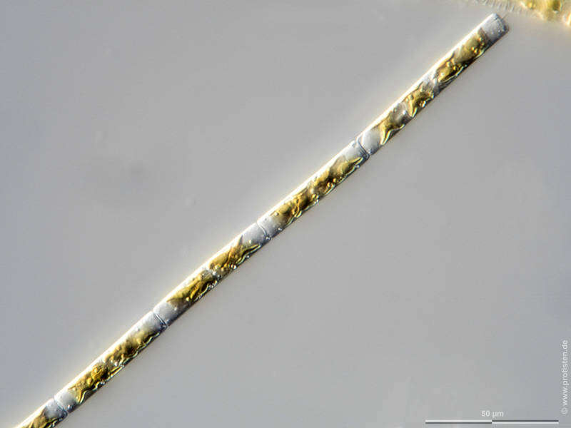 Image of Guinardia delicatula