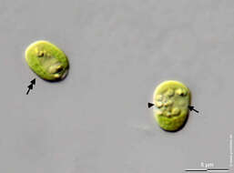 Image of Chlorella M. Beijerinck 1890