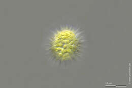 Image of Glochiococcus aciculiferus (Lagerheim) P. C. Silva 1996