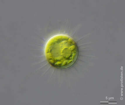 Image of Glochiococcus aciculiferus (Lagerheim) P. C. Silva 1996