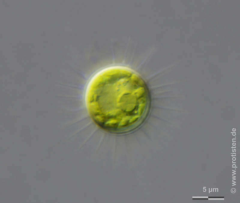 Image of Glochiococcus G. B. De Toni 1888