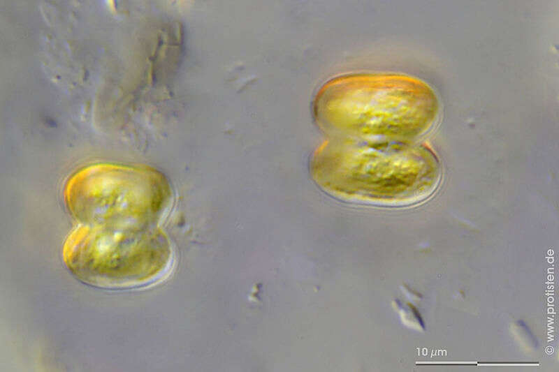 Imagem de Cosmarium bicuneatum (F. Gay) Nordstedt 1889