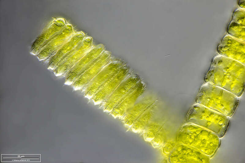 Image of Desmidium swartzii