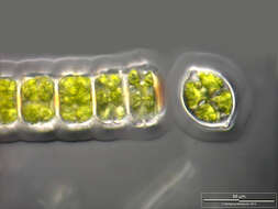 Image of Desmidium grevillei