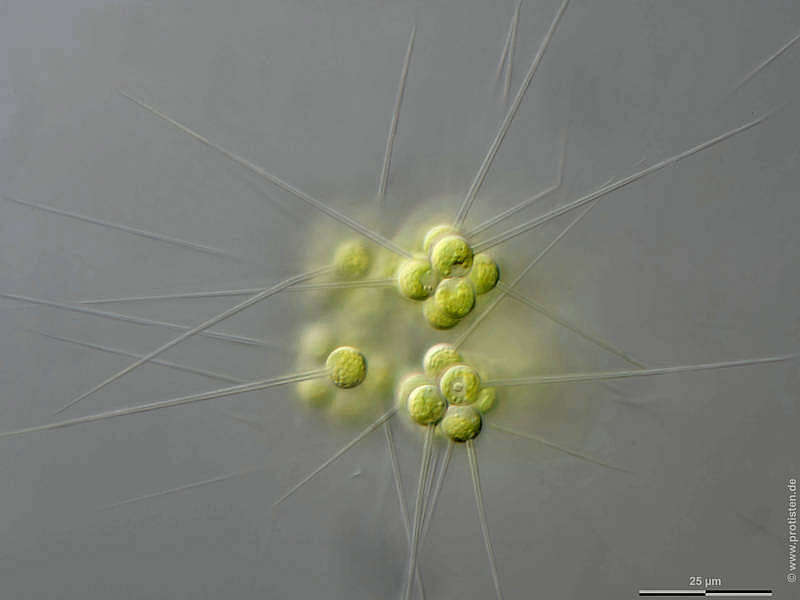 Image of Micractinium pusillum