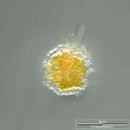 Image of Vampyrella lateritia