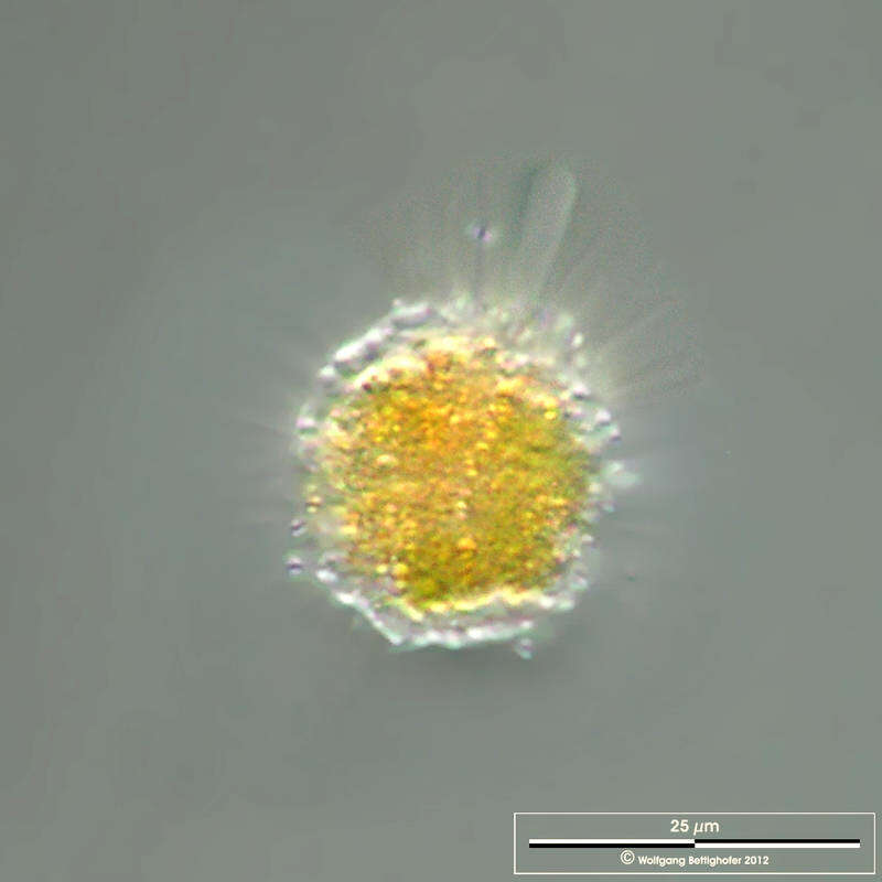Image of Vampyrella lateritia