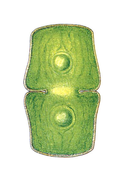 Imagem de Cosmarium holmiense var. hibernicum (West) Schmidle 1894