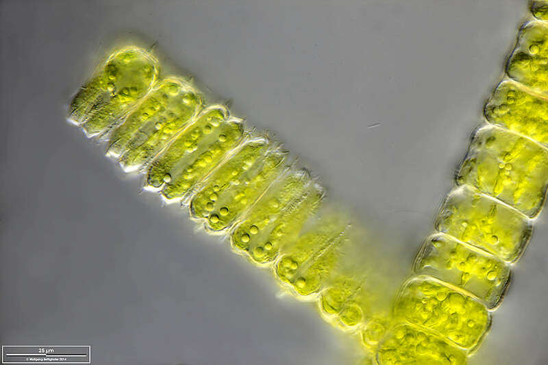 Image of Desmidium swartzii