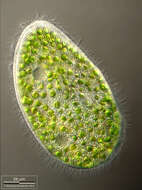 Imagem de Paramecium bursaria