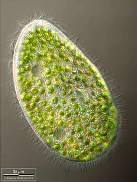 Imagem de Paramecium bursaria