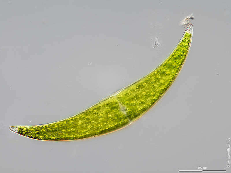 Image of Closterium ehrenbergii