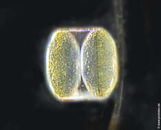 Imagem de Coscinodiscus concinnus