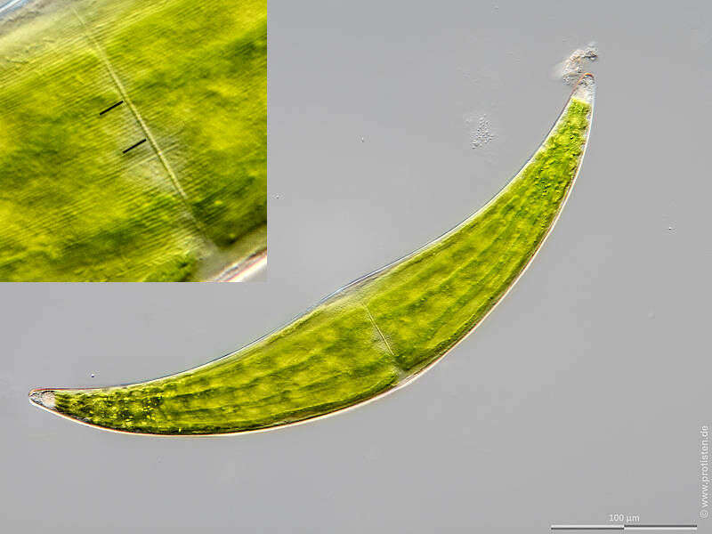 Image of Closterium ehrenbergii