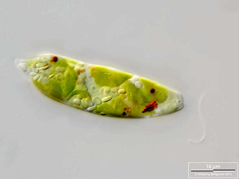 Image of Euglena gracilis