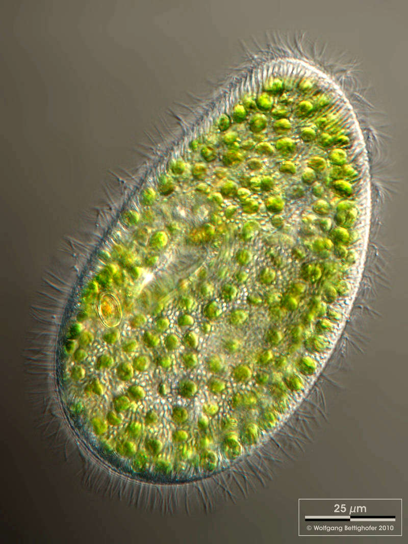 Imagem de Paramecium bursaria