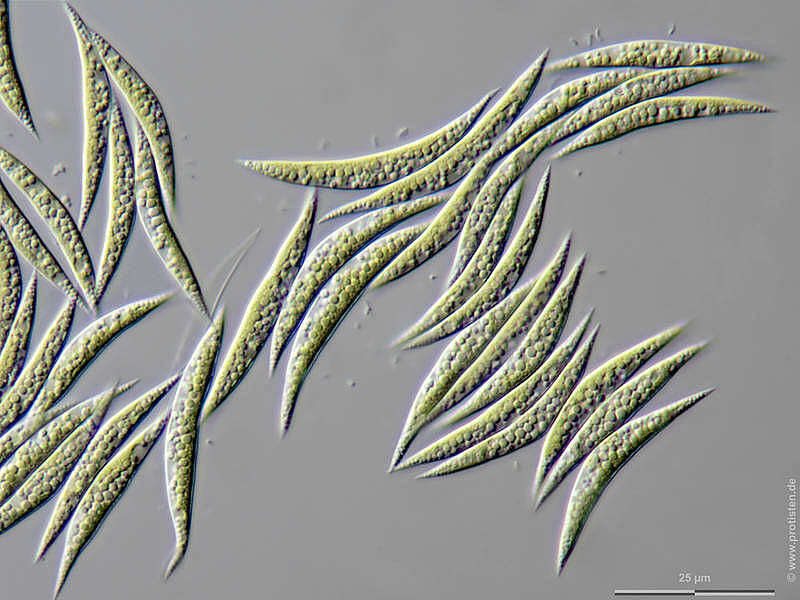 Image of Monoraphidium fontinale Hindák 1980