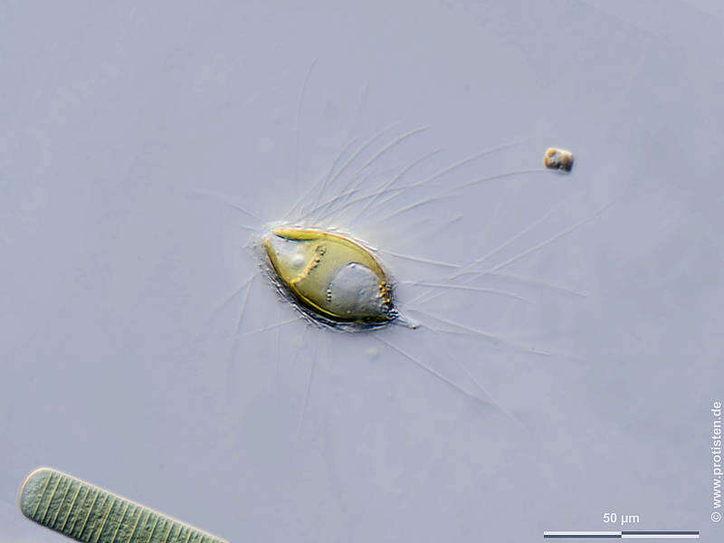 Image of Mallomonas caudata