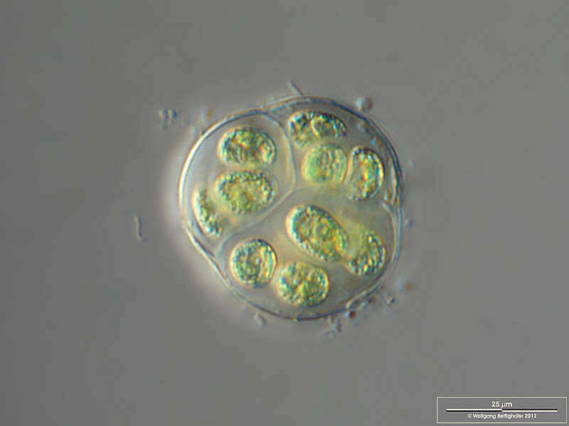 Image of Coccomyxa confluens