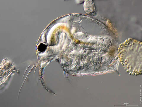 Image of common long-nosed waterflea