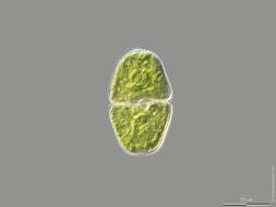 Imagem de Cosmarium pseudopyramidatum P. Lundell 1871