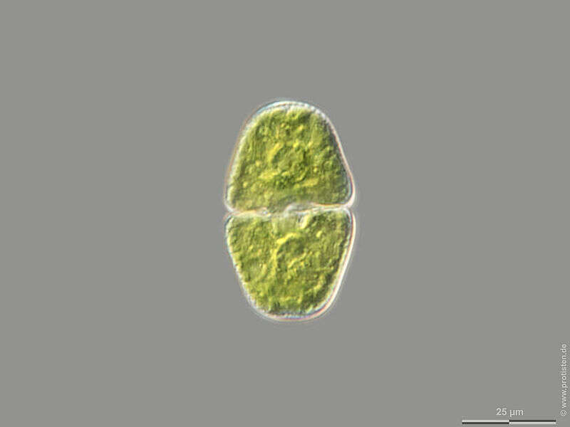 Image of Cosmarium pseudopyramidatum P. Lundell 1871