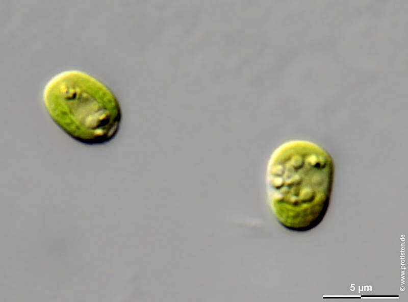 Image of Chlorella M. Beijerinck 1890