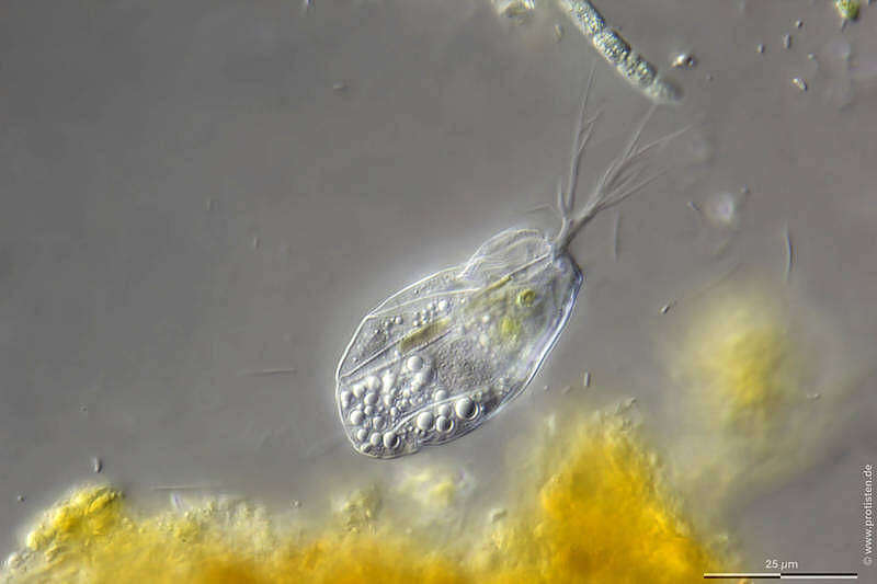 Image of Rhizaspis simplex Skuja 1948