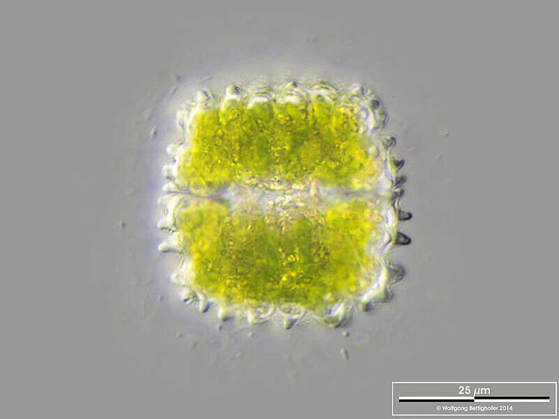 Imagem de Cosmarium caelatum