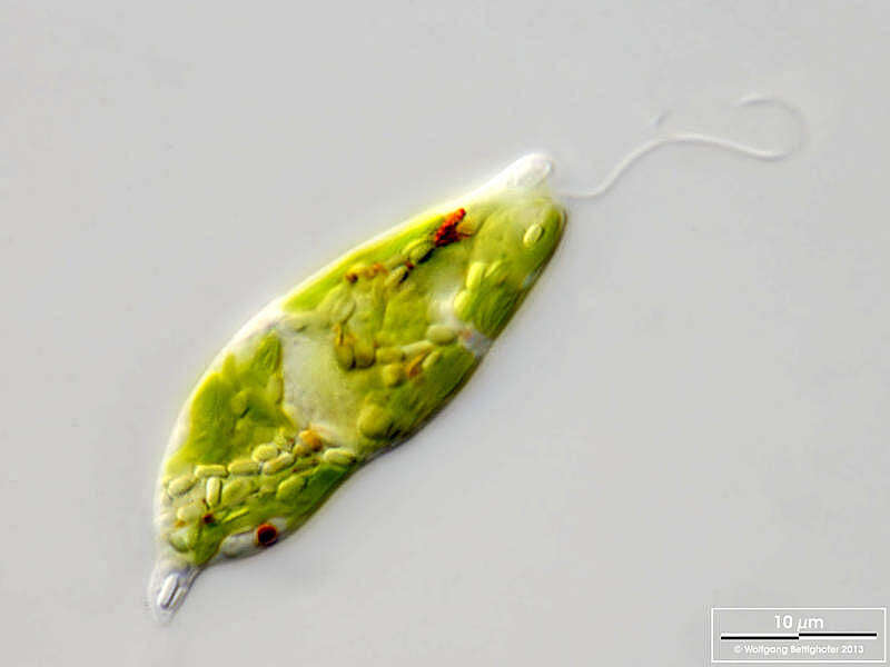 Image of Euglena gracilis