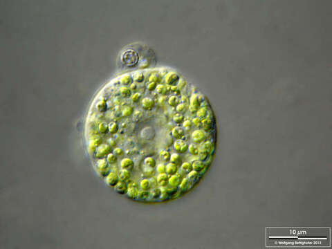 Imagem de <i>Ephydatia fluviatilis</i>