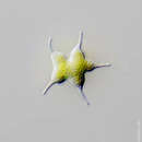 Image of Tetraedron caudatum