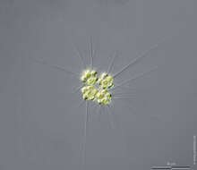 Image of Micractinium pusillum