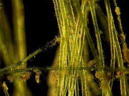Image of Glaucosphaera
