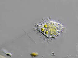 Image of Mastigamoeba simplex