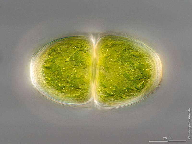 Image of Cosmarium pyramidatum Brébisson ex Ralfs 1848