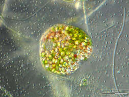 Image of Euglena sanguinea