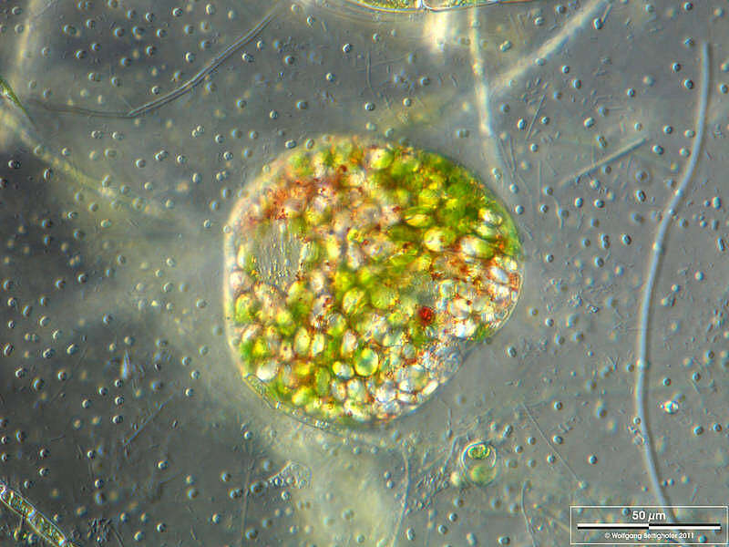 Image of Euglena sanguinea