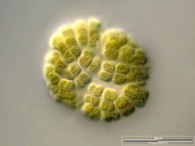 Image of Gomphosphaeria aponina