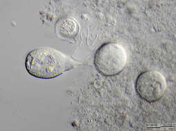 Image of Vorticella similis