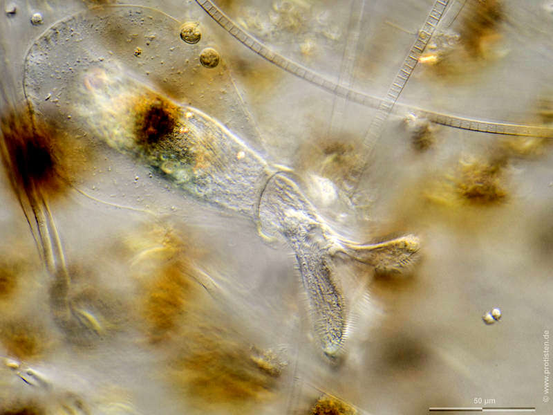 Image of Ascobius faure-fremieti Hadzi 1951