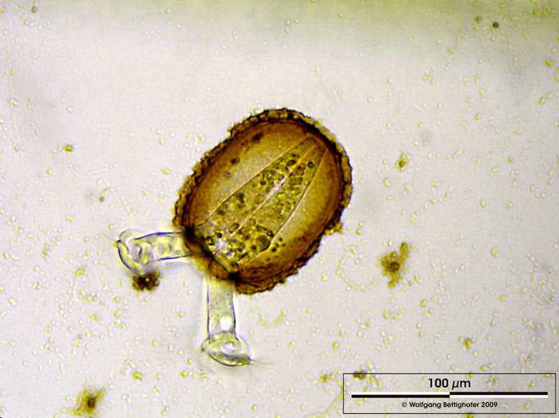 Imagem de Platycola decumbens (Ehrenberg 1830) Kent 1882