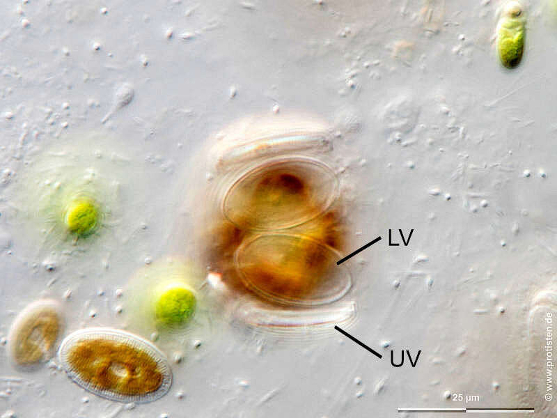 Image of Cocconeis placentula