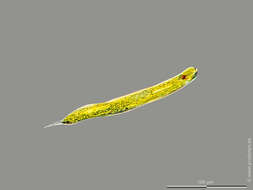 Image of Lepocinclis oxyuris