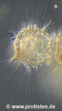 Image of Raphidocystis pallida (F. E. Schulze 1874) Zlatogursky 2018