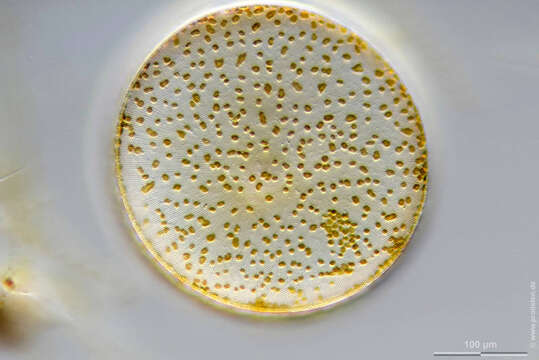 Imagem de Coscinodiscus concinnus