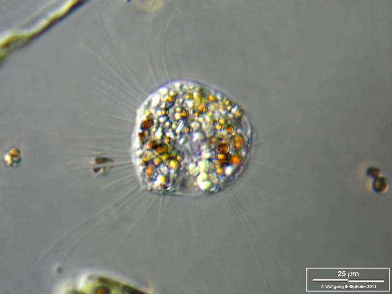 Image of Vampyrella lateritia
