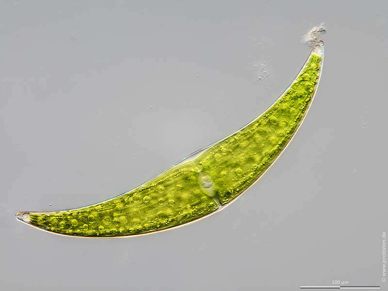 Image of Closterium ehrenbergii