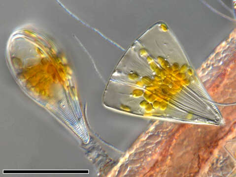 Image of Licmophora juergensii