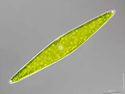 Image of Closterium lunula